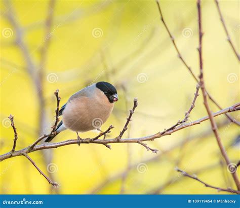 Female Eurasian Bullfinch Bird Stock Photo Image Of Plumage Finch