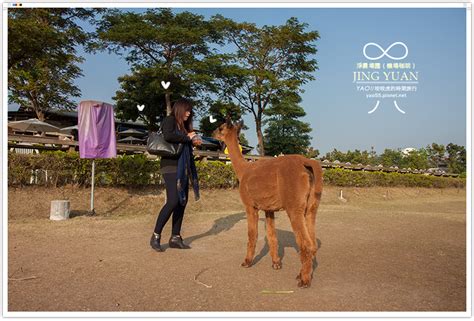 淨園 農場高雄景點草泥馬機場咖啡適合家庭出遊的完美景點推薦 虎麗笑嗨嗨