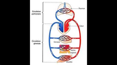 La Grande Et La Petite Circulations Avec Les Diff Rents Types Des