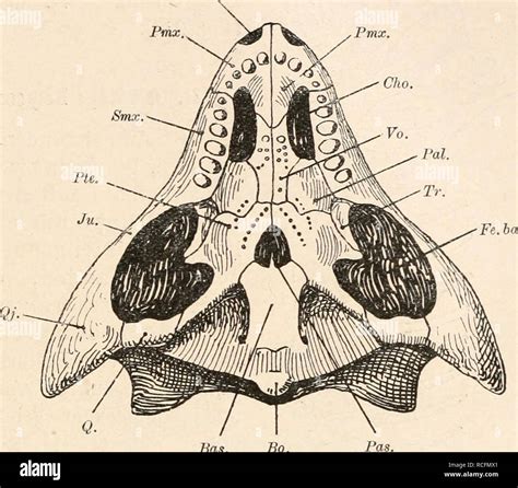 stämme der wirbeltiere Evolución Paleontología Vertebrados