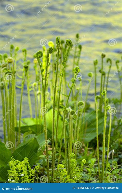 Cinnamon Fern Fiddleheads Along The Willimantic River In Tolland