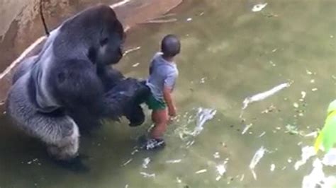 Giant gorilla is killed after boy slips into zoo enclosure