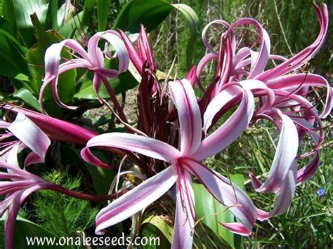 Purple Giant Spider Lily Crinum 12 Bulbs Fresh From Hawaii Etsy