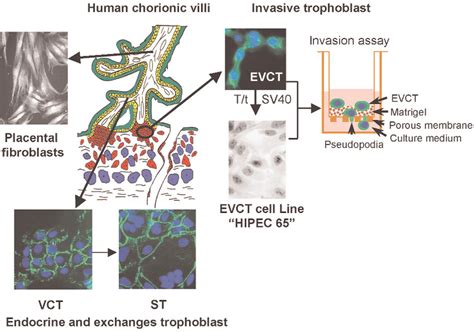 In Vitro Models To Study Human Placental Cells And Trophoblast