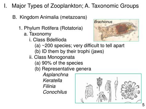 Ppt Lec 8 Zooplankton Powerpoint Presentation Free Download Id578796