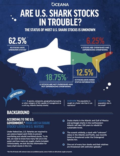 Are Shark Populations Actually Declining in Florida? | Shark Allies