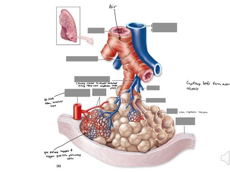 Bronchioles Diagram Quizlet