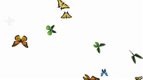 butterfly flying slow motion - alpha Stock Footage Video (100% Royalty-free) 3680444 | Shutterstock