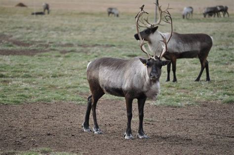 Qu Bec Injecte M Pour Compenser La Fin De La Chasse Aux Caribous