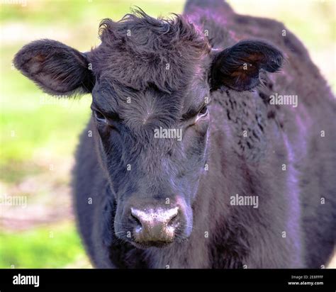 Close Up Of A Black Crossbred Beef Cow Heifer Stock Photo Alamy