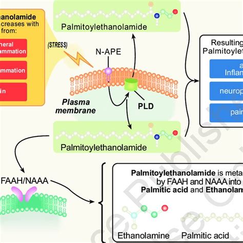 Palmitoylethanolamide Synthesis And Catabolism A Plasma Download