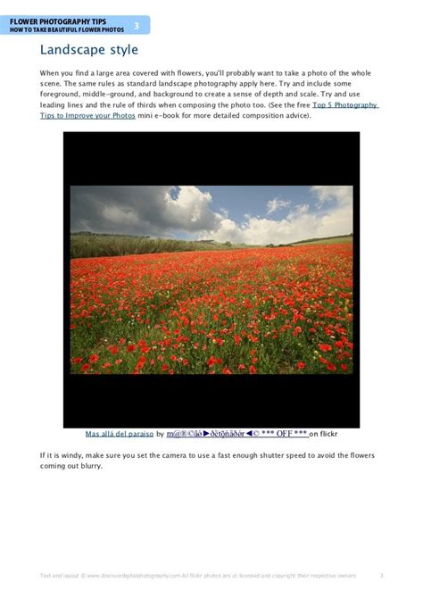 Flower Photography Tips How To Take Beautiful Flower Photos