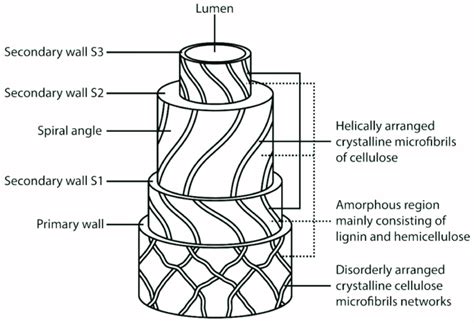 General Structure Of A Natural Fiber Reprinted With Permission From Download Scientific