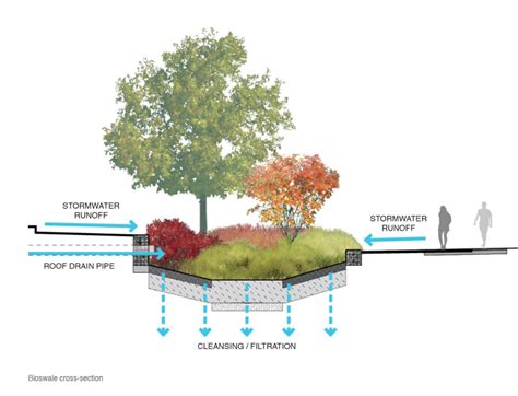 section line bioswale - Google Search | Sustainable design, Urban ...