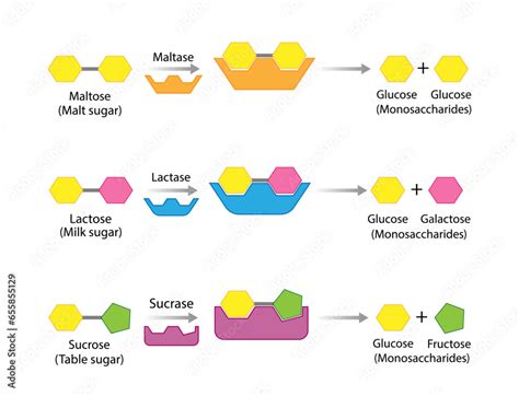 Vecteur Stock Carbohydrates Digestion Maltase Sucrase And Lactase Enzymes Catalyze