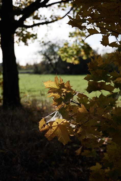 Autumn Bokeh Walking Path Amselchen Flickr