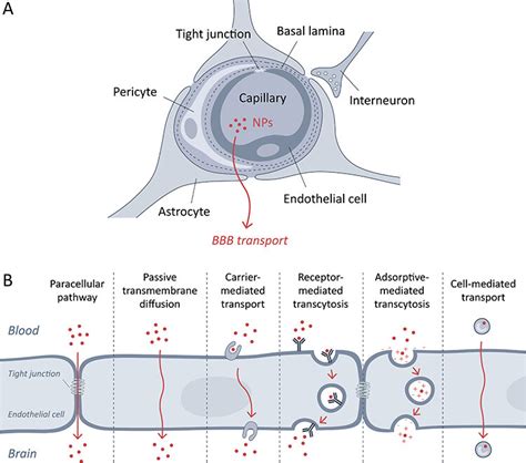 Schematic Structure Of The Blood Brain Barrier Bbb A And Transport