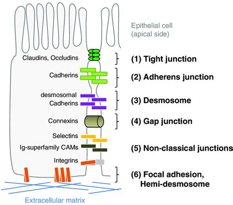 Cell Adhesion Molecules Cams And Junctional Complexes Are Abundant In