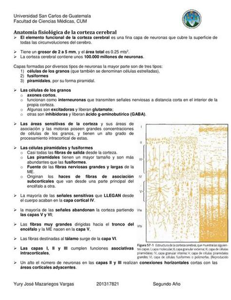 Anatomía Fisiológica de la Corteza Cerebral Jimena Poncio uDocz