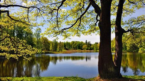 Lake Surrounded By Green Trees Green Grass Bushes Reflection On Water