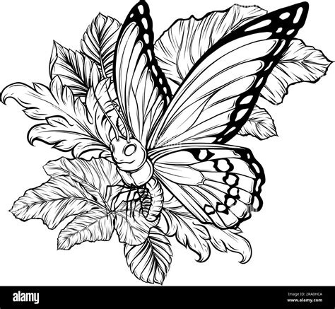 Outline Drawing Of Butterfly Vector Illustration Black Line Stock Vector Image And Art Alamy