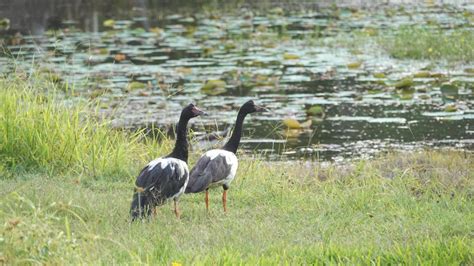 Magpie Goose | MarkEisingBirding