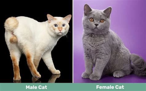 Male vs Female Cats: The Main Differences (With Pictures) - Catster