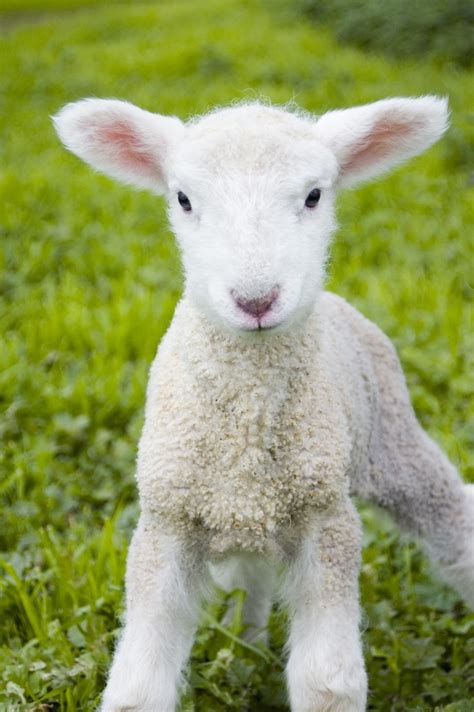 Spring Lamb Baby Farm Animals Cute Lamb Baby Sheep