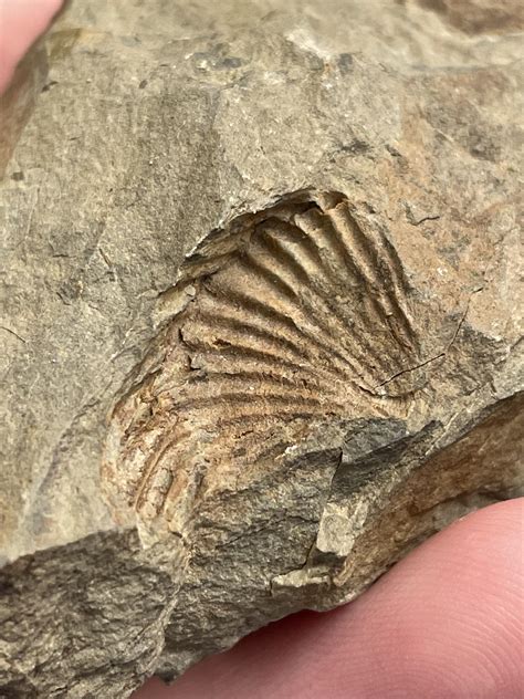 One Of My Favorite Trace Fossils From The Montour Fossil Pit Pa R