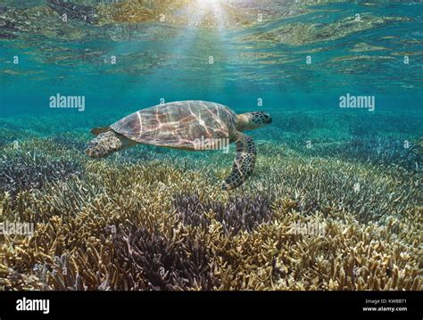 Une tortue de mer verte sous marine sur un récif de corail vierges avec