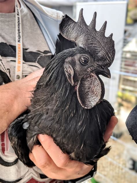 Ayam Cemani Chickens The Ultimate Breed Guide Know Your Chickens