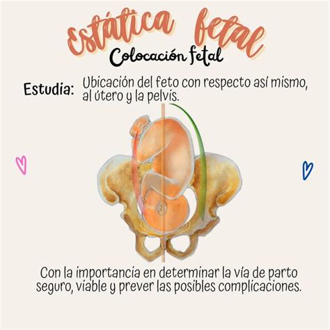 Estatica Fetal Study Fio U Udocz