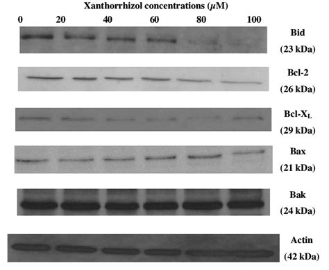 Expression Of Bid Bcl 2 Bcl X L Bax And Bak Proteins Were Examined