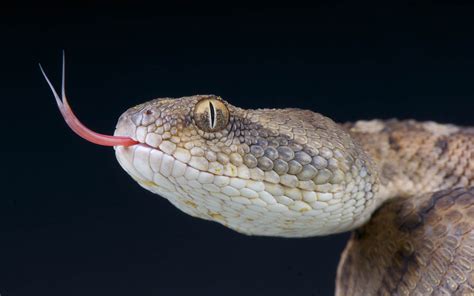 Discover Why Snakes Have Forked Tongues More Amazing Snake Facts