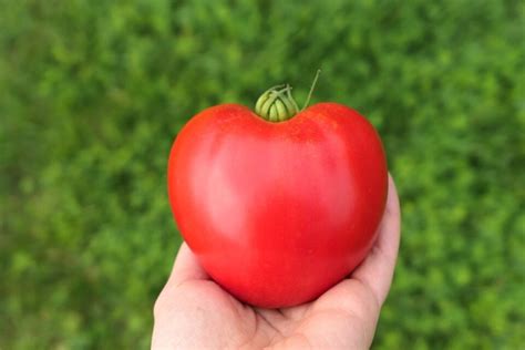 All About The Distinctive Oxheart Tomato Minneopa Orchards