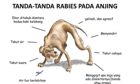 Kenali Gejala Rabies Pada Anjing Dan Cara Mencegahnya Posoline