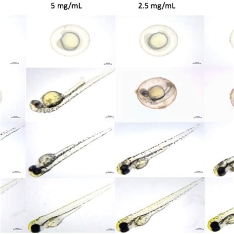 Ros Analysis In Zebrafish Embryos Dpf Using Flow Cytometry A Q