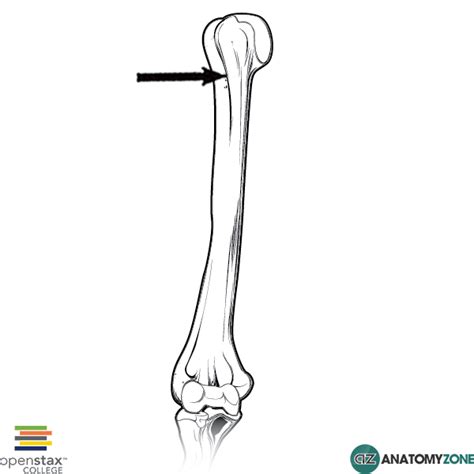 Intertubercular sulcus • Musculoskeletal, Skeletal • AnatomyZone