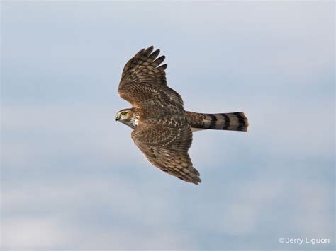 Sharp-shinned Hawk Fact Sheet – HawkWatch International