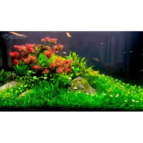 Ludwigia Sp Mini Super Red Aquários Plantados