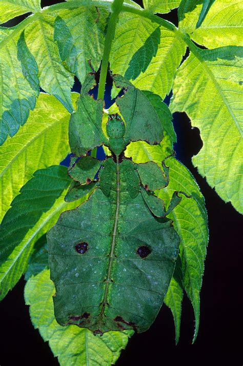 Giant Leaf Insect Photograph by Richard Hansen | Fine Art America