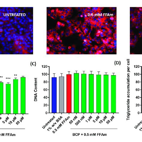 Lipid Accumulation In Hepg2 Cells Bcp Attenuates Intracellular Lipid