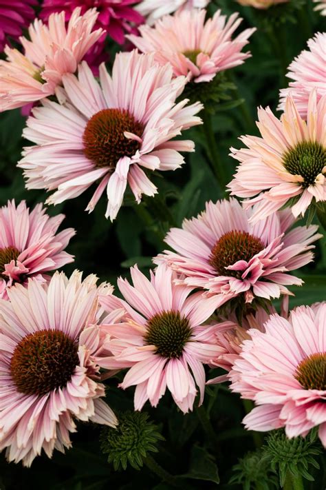 Plant Growers Australia Echinacea Salmon Sunseekers