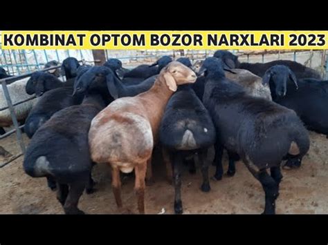 Kombinat Optom Chorva Bozor Narxlari Youtube