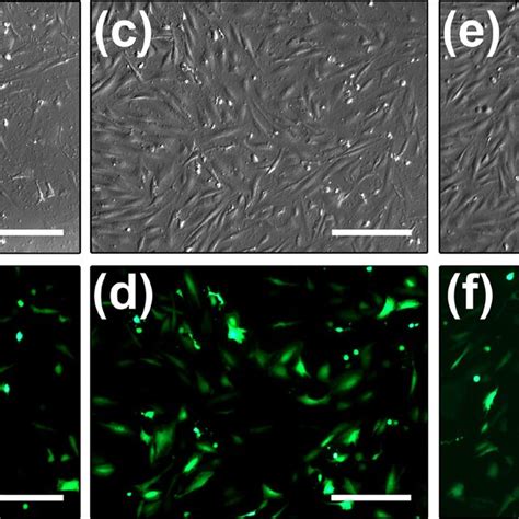 Optical And Fluorescence Micrographs Of Cpre Cells Treated With