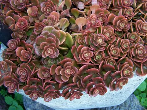 Sedum Tetractinum Coral Reef World Of Succulents