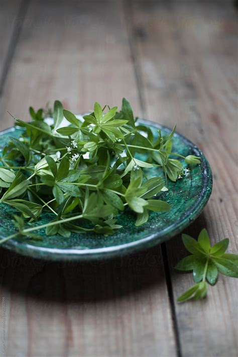 Sweet Woodruff By Stocksy Contributor Canan Czemmel Stocksy