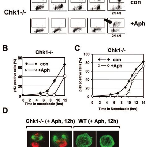 Checkpoint kinase expression in WT Chk1 Ϫ Ϫ and Chk2 Ϫ Ϫ