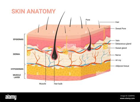 Human Skin Anatomy Infographic Diagram Cross Section Structure And