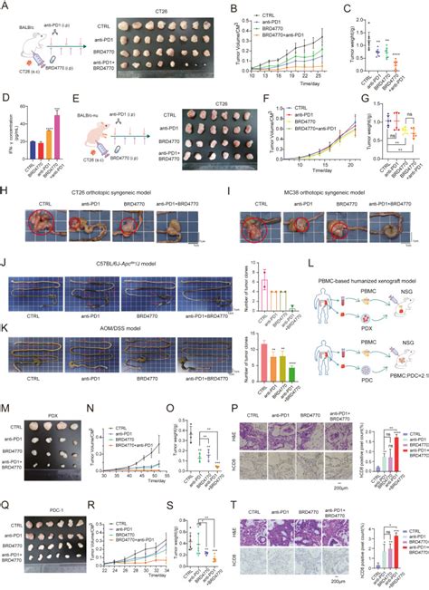 Galectin 7 Induction By EHMT2 Inhibition Enhances Immunity In